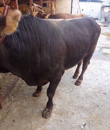 куплю французского бульдога: Продаю | Бык (самец) | Швицкая | На откорм, Для разведения | Искусственник — 2