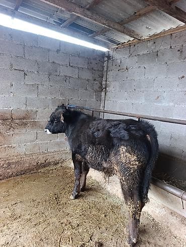 бычок порода: Продаю | Бык (самец) | Ангус | На откорм | Привязанные — 1