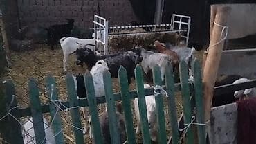собаки рынок в бишкеке цены: Продаю | Коза (самка), Козёл (самец), Козлёнок | Полукровка, Зааненская | На забой, Для разведения, Для молока | Племенные — 8