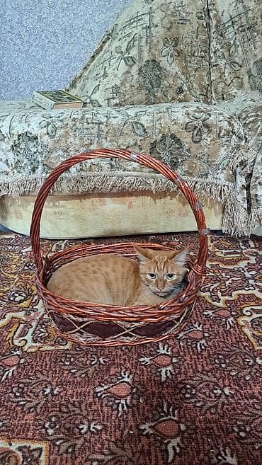 объявления про котят: Кошка даром: Беспородная, Мальчик, Приучена к лотку — 6