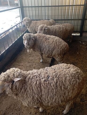 Үй жаныбарлары үчүн товарлар: Сатам | Ургаачы кой (ургаачы), Козу | Меринос | Союуга, Көбөйтүү үчүн, Жүн үчүн | Ургаачы, Токту — 5