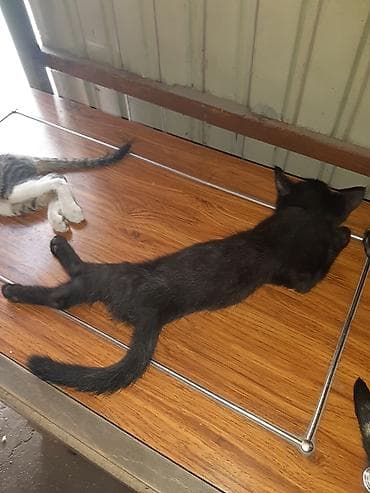 Котята, помёт домашней кошки. Окрас разный: - чёрный однотонный; -