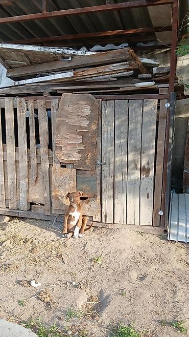 Продажа собак: Питбуль, 2 месяца, Самка — 3
