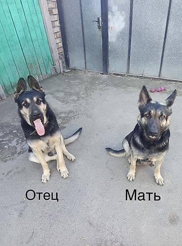 сколько стоит собаки хаски: Собака даром: Восточноевропейская овчарка, 2 месяца, Самка, С родословной — 6