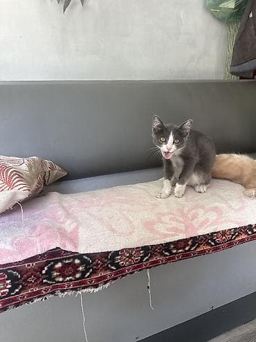 кот бенгальский: Отдаются в заботливые руки котята. Описание: - Возраст: примерно 2–4 — 1