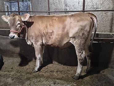 аршан кой: Продаю | Тёлка | Алатауская | На откорм, Для разведения — 1