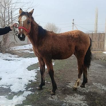 Продаю | Жеребенок | Для разведения at lalafo.kg Продаю | Жеребенок | Для разведения