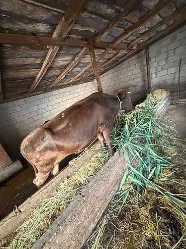 бички телята: Продаю | Корова (самка) | На откорм — 3
