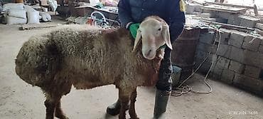 Продаю | Баран (самец) | Арашан | Для разведения | Племенные