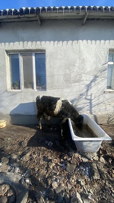 коровы каракол: Продаю | Музоо, торпок | Полукровка | На откорм — 3