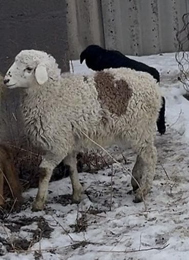 овца самка: Продаю | Овца (самка) | Для разведения | Племенные — 1
