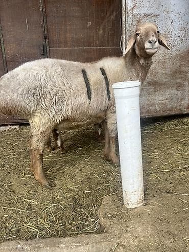 дратхаар бишкек: Сатам | Ургаачы кой (ургаачы) | Көбөйтүү үчүн | Ургаачы — 2