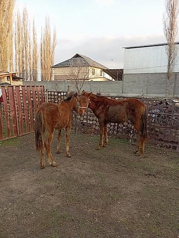 Животные: Продаю | Жеребенок | Рабочий — 4