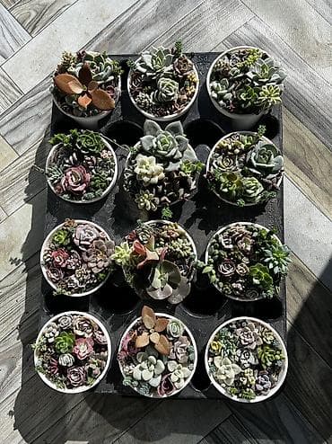 Текстиль: Продаю суккуленты: эхеверии, седумы, крассулы, эониумы алоэ — 6