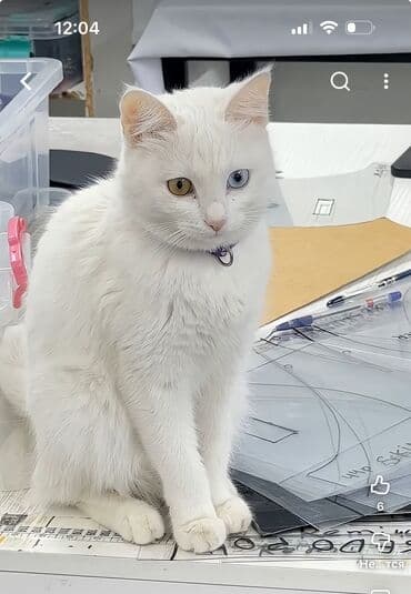 Мышык бекер берем: Ангор, 1 жаш, Ургаачы, Ак, Аргын — 1