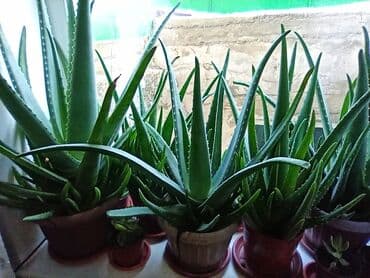 Алоэ вера 5-7 лет. Вырощенны в экологически чистом районе. #алой