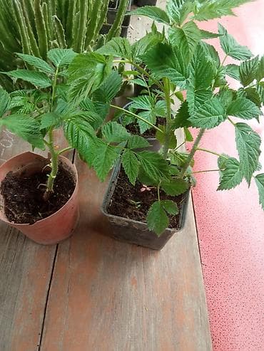 рыбы купить: Малина ремонтантная (сорт — 6