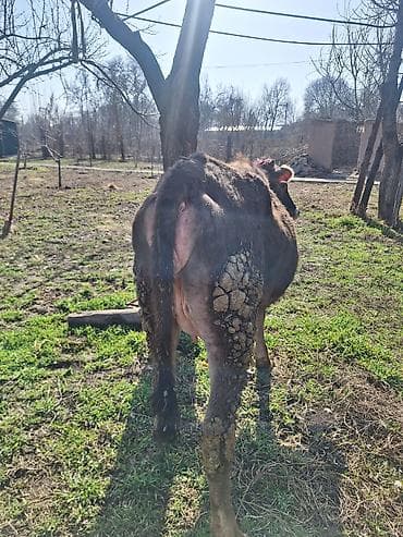 ко шомо: Продаю | Корова (самка) | Для молока | После отела — 1