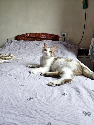 Кошка даром: Беспородная, 9 месяцев, Девочка, Кастрирована, Приучена к лотку, Проглистована