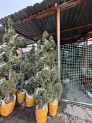 самшит декоративный кустарник: Көчөттөр дарактардын: Арчалар — 14