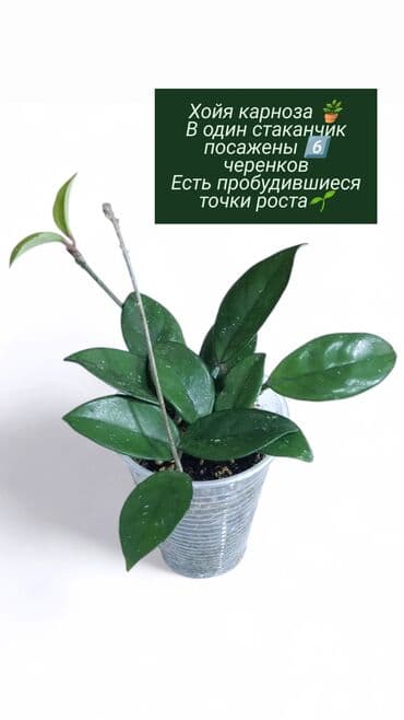 Хлорофитумы: Распродажа 🔥 Продаю комнатные растения 🪴. Пассифлора кализия розовая — 9