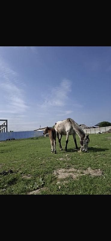 животные собаки: Продаю | Кобыла (самка) | Для разведения — 2