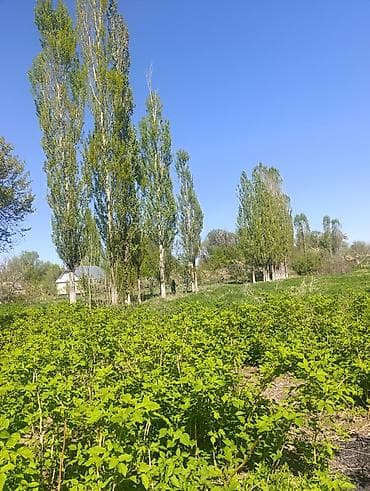 дом из держинка: Срочно Полтавкадан үй сатылат! трассанын жээгинде, ( Ош, Бишкек) — 2