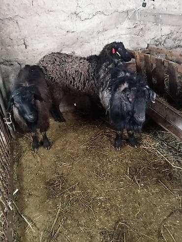 гисар кой: Продаю | Козёл (самец) | Для разведения | Осеменитель — 1