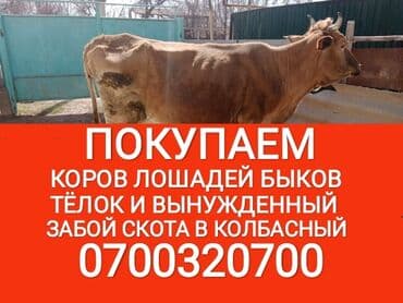 продажа домашних животных: Куплю | Коровы, быки, Лошади, кони | Круглосуточно, Любое состояние, Забитый — 1