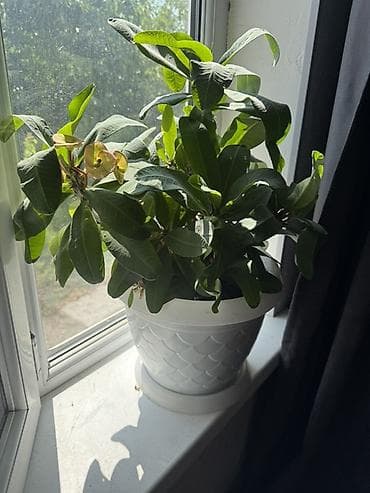 кой аштоо: Комнатное растение — Эуфорбия Милла (Euphorbia milii, «Корона Христа») — 2