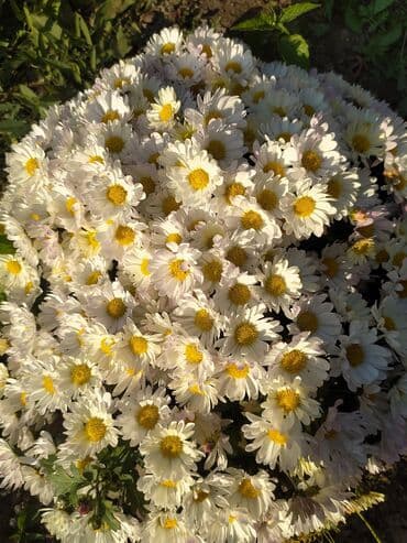 вилы садовые: Хризантемы мультифлора (садовые шары) - Компактные шаровидные кусты — 9