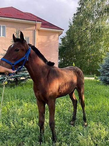 большая клетка для попугаев: Продаю | Жеребенок | Кара Жорго | Конный спорт — 3