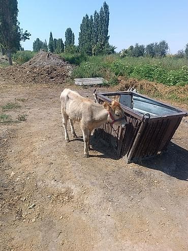 Продаю | Корова (самка), Бык (самец), Тёлка | Алатауская, Симментальская | На откорм, На забой, Для разведения
