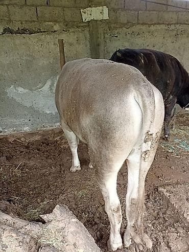 коровы алатау: Продаю | Бык (самец) | На откорм | Привязанные — 1