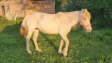 продажа домашних животных: Продаю | Конь (самец) | Рабочий | Мерин — 4