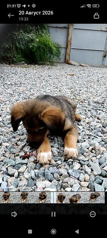 акита ину щенок: Собака даром: Дворняжка, 3 месяца, Самка — 3