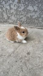 декоротивный кролик: Кролик с окрасом, сочетающим белый и светло-коричневый цвета. Обладает — 5