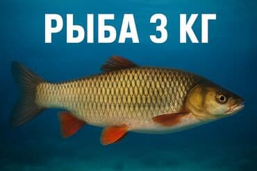 горная форель цена: Свежий, 3 кг — 1
