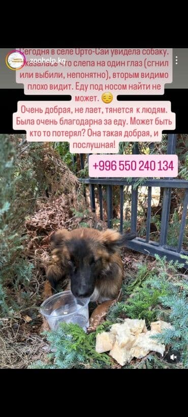 лабрадор собака: Собака даром: 2 месяца, Самка — 1