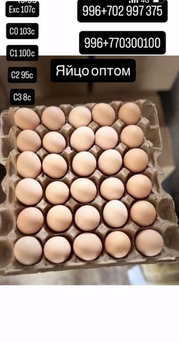 пекарь бишкек: Яйцо куриное — оптом. Ассортимент по категориям (маркировка по — 1