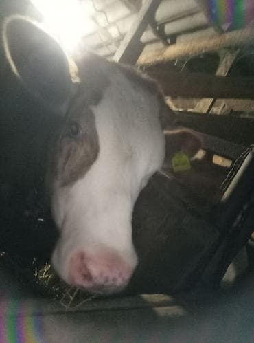 Продаю | Тёлка | Для молока | Отела не было at lalafo.kg Продаю | Тёлка | Для молока | Отела не было