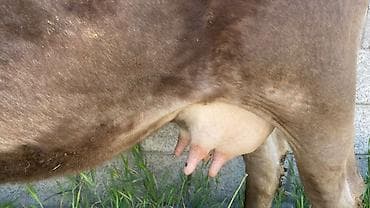 килограмм мяса говядины цена: Продаю | Корова (самка) | Для молока | После отела — 2