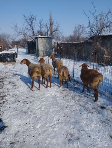 ат тай кунан: Продаю | Ягненок | Арашан | Для разведения | Матка, Ярка — 6