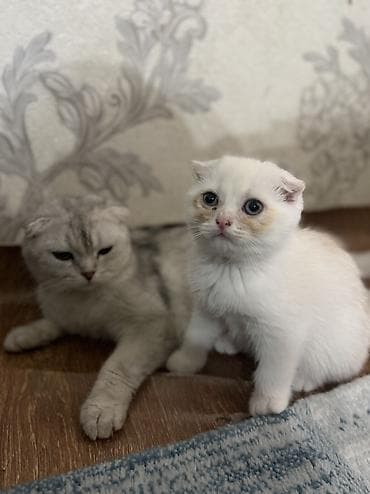 шотландский вислоухий котенок: Котята с вислоухими ушками (тип скоттиш-фолд/страйт по внешности) — 6