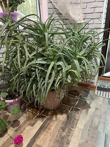 чайное дерево: Алоэ вера в крупном кашпо - Крупный взрослый куст алоэ с — 2