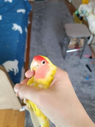 сколько стоят говорящие попугаи: Продам парочку неразлучников за 5.900 сом без клетки торг есть., очень — 3
