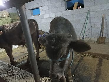 Продаются бычки 90тысяч,100тысяч порода Швиц