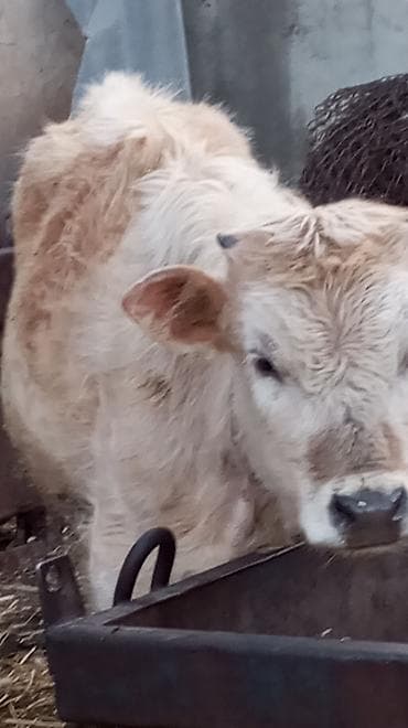 бойцовский петух цена: Продаю | Бык (самец) — 1