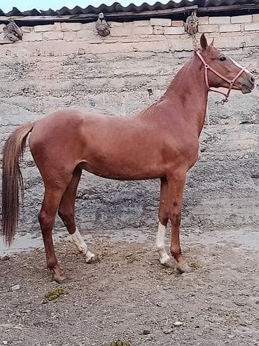 город ош кошка: Продаю | Кобыла (самка) | Конный спорт — 5