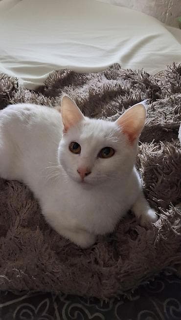 куда можно отдать кошку: Кошка даром: Беспородная, 10 месяцев, Мальчик, Приучена к лотку, Проглистована — 1